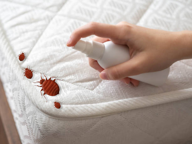 Best Best Pest Control Companies  in Levelland, TX